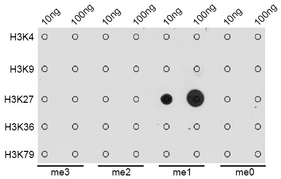 Anti-MonoMethyl-Histone H3-K27 Antibody (CAB2361)