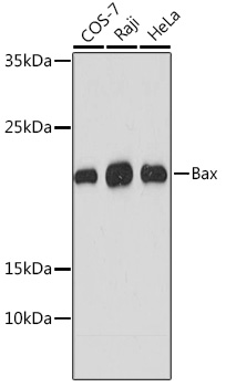 Anti-Bax Mouse Monoclonal Antibody (CAB2211)