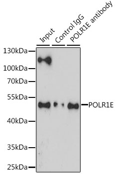 Anti-POLR1E Antibody (CAB12700)