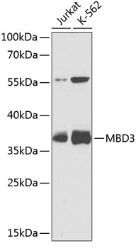 Anti-MBD3 Antibody (CAB2251)