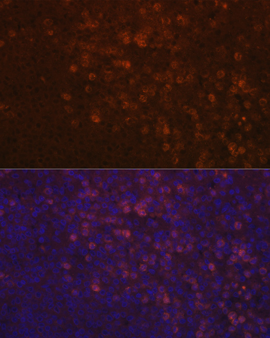 Anti-MPL Antibody (CAB16715)