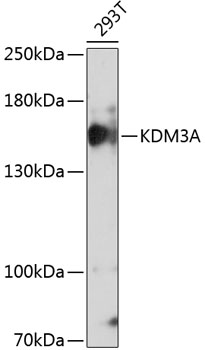 Anti-KDM3A Antibody (CAB11960)