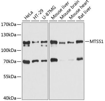 Anti-MTSS1 Antibody (CAB11697)