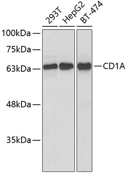Anti-CD1A Antibody (CAB5722)