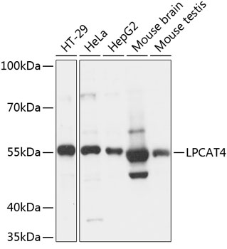 Anti-LPCAT4 Antibody (CAB14316)