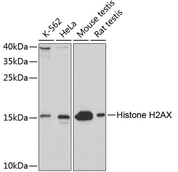 Anti-Histone H2AX Antibody (CAB11540)