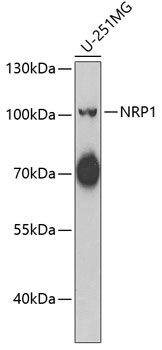 Anti-NRP1 Antibody (CAB6210)