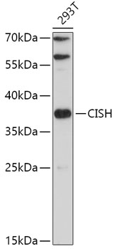 Anti-CISH Antibody (CAB14527)