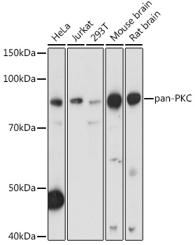 Anti-pan-PKC Antibody (CAB17922)