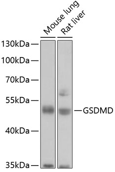 Anti-GSDMD (Full Length+N terminal) Antibody