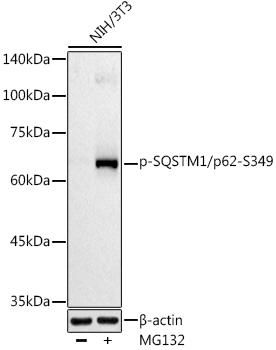 Western blot analysis of extracts of NIH/3T3 cells, using Phospho-SQSTM1/p62-S349 antibody at 1:500 dilution. NIH/3T3 cells were treated by MG132(50 ÃŽÂ¼M) at 37Ã¢â€žÆ’ for 90 minutes. Secondary antibody: HRP Goat Anti-Rabbit IgG (H+L) at 1:10000 dilution. Lysates/proteins: 25ug per lane. Blocking buffer: 3% nonfat dry milk in TBST. Detection: ECL Basic Kit. Exposure time: 90s.