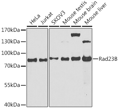 Anti-Rad23B Antibody (CAB1034)