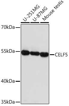 Anti-CELF5 Antibody (CAB18482)