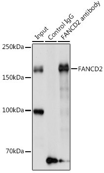 Anti-FANCD2 Antibody (CAB2072)