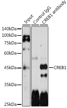 Anti-CREB1 Antibody (CAB12311)