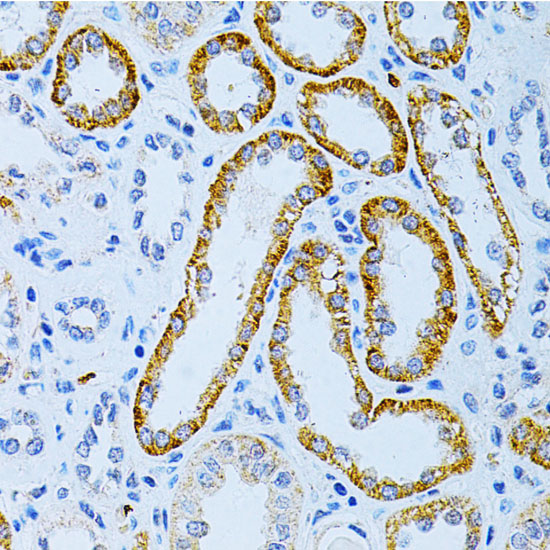 Anti-MAP2 Antibody (CAB2572)