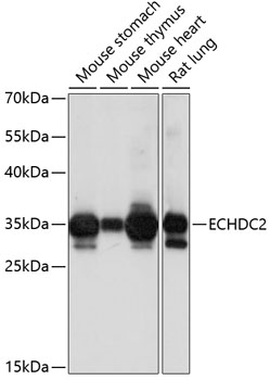 Anti-ECHDC2 Antibody (CAB14591)