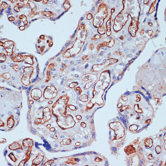 Anti-CD34 Antibody (CAB13929)