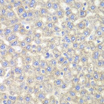 Anti-EYA3 Antibody (CAB7893)