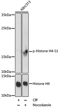 Anti-Phospho-Histone H4-S1 Antibody (CABP0901)