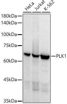 Western blot analysis of extracts of various cell lines, using PLK1 antibody at 1:1000 dilution. Secondary antibody: HRP Goat Anti-Rabbit IgG (H+L) at 1:10000 dilution. Lysates/proteins: 25ug per lane. Blocking buffer: 3% nonfat dry milk in TBST. Detection: ECL Basic Kit. Exposure time: 10s.