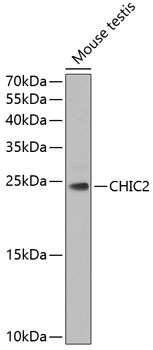 Anti-CHIC2 Polyclonal Antibody (CAB7971)