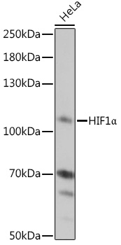 Anti-HIF1Alpha Antibody (CAB6265)