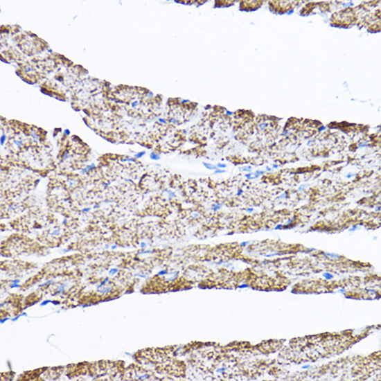 Anti-SAMM50 Antibody (CAB3401)