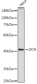 Anti-DCN Antibody (CAB15048)