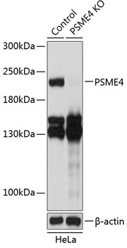 Anti-PSME4 Antibody [KO Validated] (CAB19873)