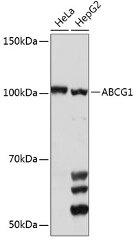 Anti-ABCG1 Antibody (CAB4328)