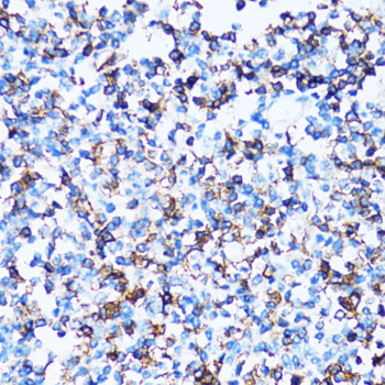 Anti-SPN Antibody (CAB6412)