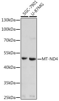 Anti-MT-ND4 Antibody (CAB17970)