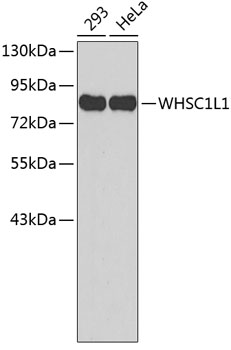 Anti-WHSC1L1 Antibody (CAB2317)