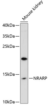 Anti-NRARP Antibody (CAB12875)