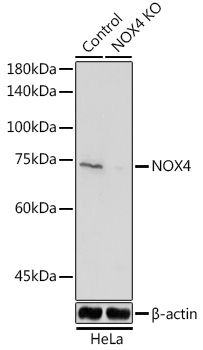 Anti-NOX4 Antibody [KO Validated] (CAB11274)