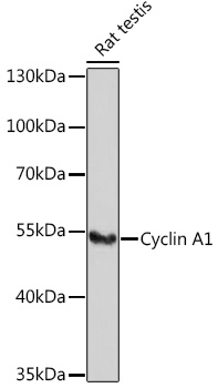 Anti-Cyclin A1 Antibody (CAB5631)