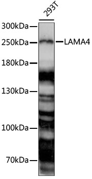 Anti-LAMA4 Antibody (CAB15286)