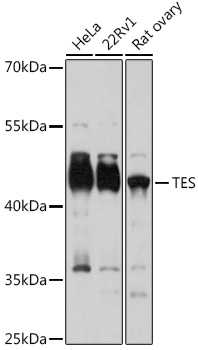 Anti-TES Antibody (CAB7094)