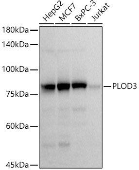 Western blot analysis of extracts of various cell lines, using PLOD3 antibody at 1:1000 dilution. Secondary antibody: HRP Goat Anti-Rabbit IgG (H+L) at 1:10000 dilution. Lysates/proteins: 25ug per lane. Blocking buffer: 3% nonfat dry milk in TBST. Detection: ECL Basic Kit. Exposure time: 3s.