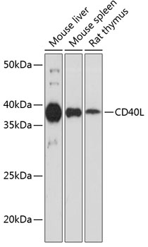 Anti-CD40L Antibody (CAB19019)