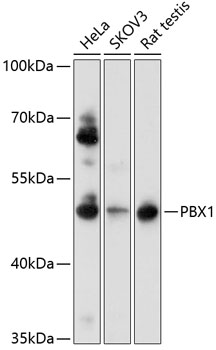 Anti-PBX1 Antibody (CAB0124)