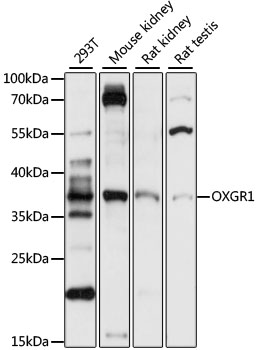 Anti-OXGR1 Antibody (CAB15431)
