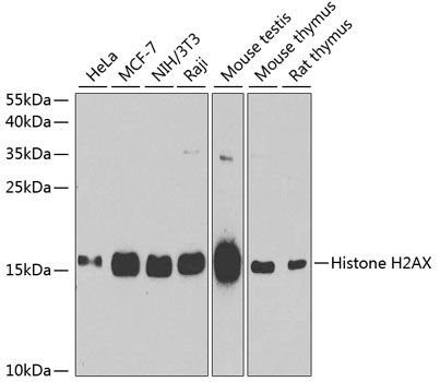 Anti-Histone H2AX Antibody (CAB11361)