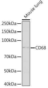 Anti-CD68 Antibody (CAB15037)