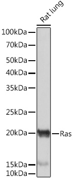 Anti-Ras Antibody (CAB4735)