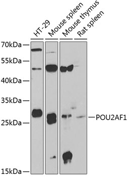 Anti-POU2AF1 Antibody (CAB6696)