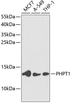 Anti-PHPT1 Antibody (CAB13590)