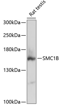 Anti-SMC1B Antibody (CAB12905)