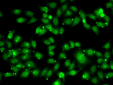 Anti-NR2C1 Antibody (CAB6675)